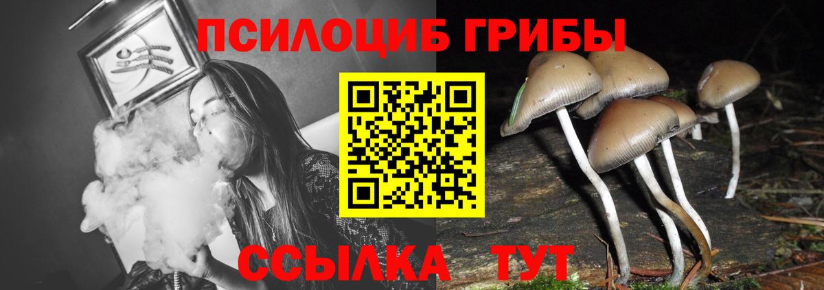 купить наркоту  Вход с VPN  Кинель  Галлюциногенные грибы Psilocybe 